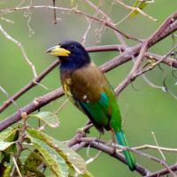 Great Barbet